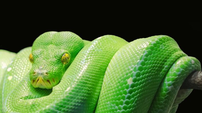Python Development Essentials Free Course Coupon